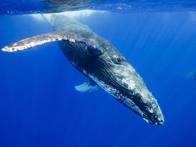 Photographic Print, , small