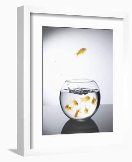 Goldfish jumping out of a bowl and escaping from the crowd-Steve Lupton-Framed Photographic Print