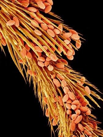 Photographic Print, , small