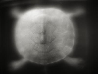 Photographic Print, , small