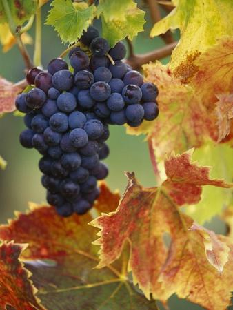 Photographic Print, , small