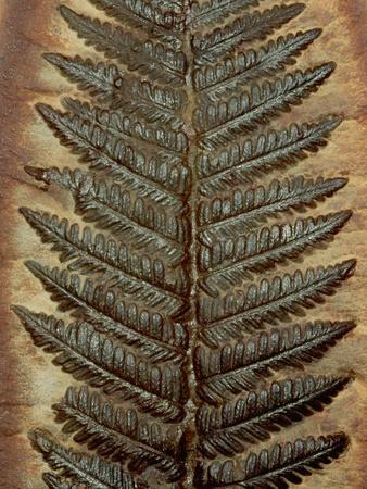 Photographic Print, , small