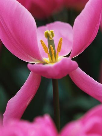 Photographic Print, , small
