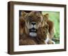 Lioness with Cub-Joe McDonald-Framed Photographic Print