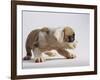 Bulldog Puppy-Jim Craigmyle-Framed Photographic Print