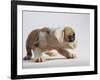 Bulldog Puppy-Jim Craigmyle-Framed Photographic Print