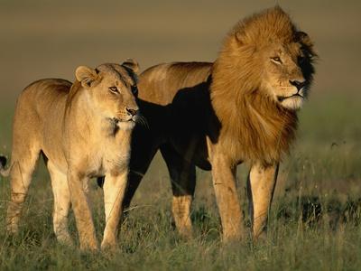 Photographic Print, , small