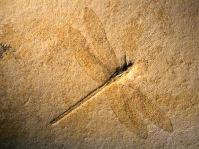 Photographic Print, , small