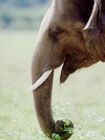 Photographic Print, , small