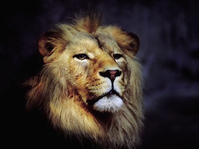 Photographic Print, , small