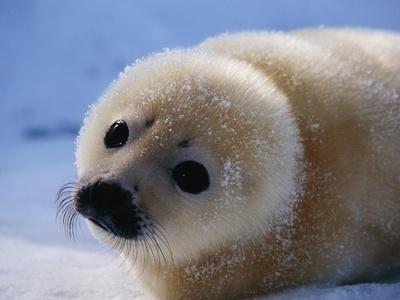 Photographic Print, , small