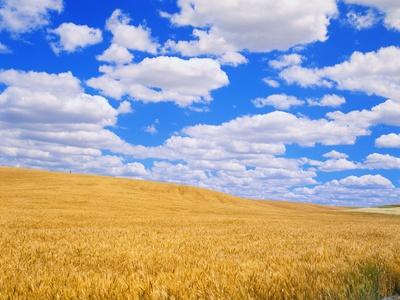 Photographic Print, , small