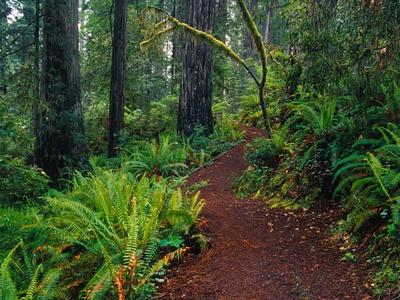 Photographic Print, , small