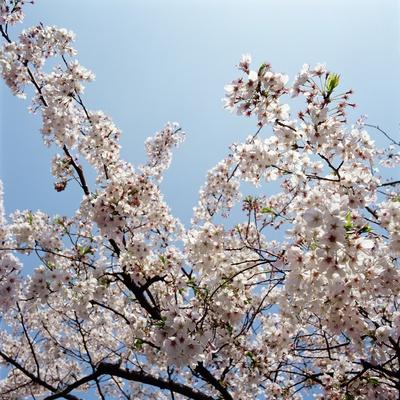 Photographic Print, , small