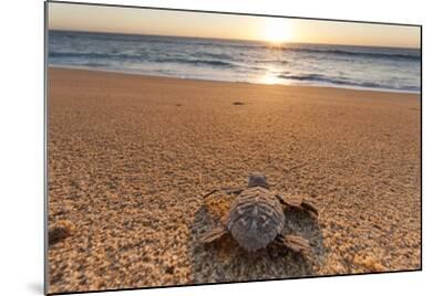Photographic Print, , small