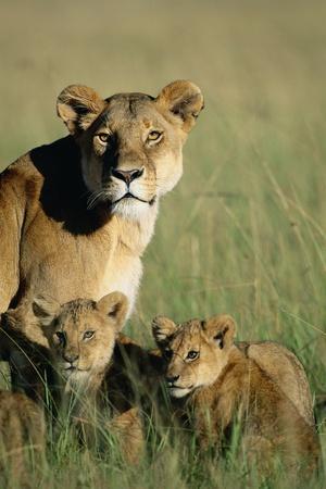 Photographic Print, , small