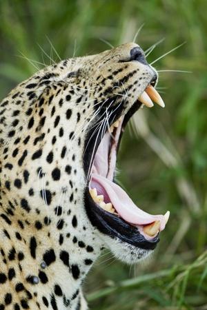 Photographic Print, , small