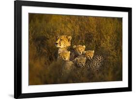 Cheetah Cubs and their Mother-Paul Souders-Framed Photographic Print