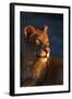 Female Lion-Paul Souders-Framed Photographic Print