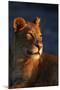 Female Lion-Paul Souders-Mounted Photographic Print