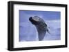 Young Humpback Whale Breaching in Frederick Sound-Paul Souders-Framed Photographic Print
