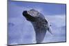 Young Humpback Whale Breaching in Frederick Sound-Paul Souders-Mounted Photographic Print