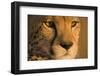 Cheetah, Masai Mara Game Reserve, Kenya-null-Framed Photographic Print