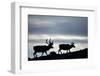 Reindeer, Svalbard, Norway-Paul Souders-Framed Photographic Print