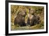 Brown Bear, Katmai National Park, Alaska-Paul Souders-Framed Photographic Print