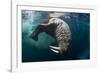 Underwater View of Walrus, Hudson Bay, Nunavut, Canada-Paul Souders-Framed Photographic Print