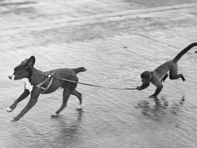 Photographic Print, , small