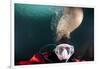 Steller Sea Lion Biting Head of Photographer Paul Souders-Paul Souders-Framed Photographic Print