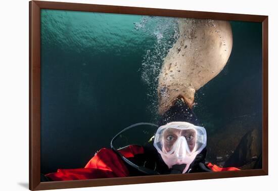 Steller Sea Lion Biting Head of Photographer Paul Souders-Paul Souders-Framed Photographic Print