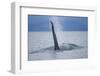 Dorsal Fin of Orca Whale in Alaska-Paul Souders-Framed Photographic Print