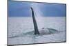 Dorsal Fin of Orca Whale in Alaska-Paul Souders-Mounted Photographic Print