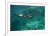 Underwater Cormorant, Sea of Cortez, Mexico-null-Framed Photographic Print