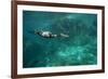 Underwater Cormorant, Sea of Cortez, Mexico-null-Framed Photographic Print