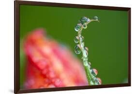 Dew Drops on a Flower Stem-Craig Tuttle-Framed Photographic Print