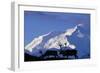 Caribou Grazing Near Wonder Lake Below Mt. Mckinley-null-Framed Photographic Print