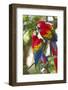 Scarlet Macaws, Costa Rica-null-Framed Photographic Print