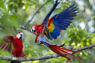 Photographic Print, , small