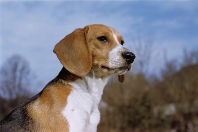 Photographic Print, , small