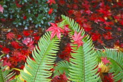 Photographic Print, , small