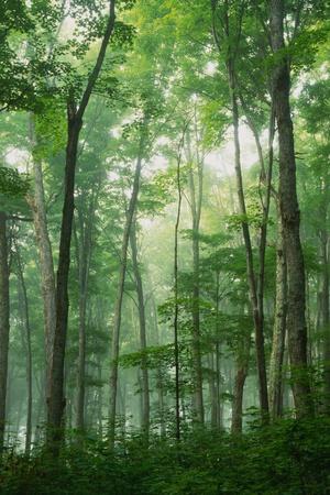 Photographic Print, , small