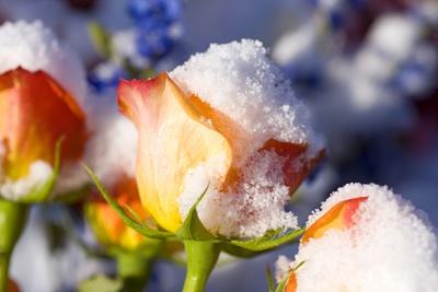 Photographic Print, , small