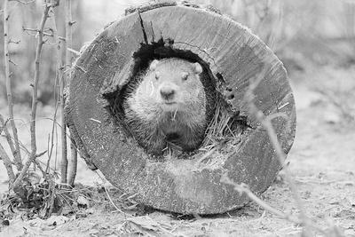 Photographic Print, , small