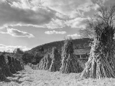 Photographic Print, , small