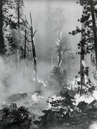 Photographic Print, , small
