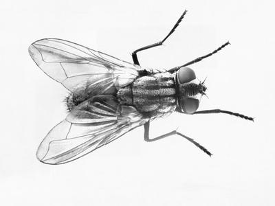Photographic Print, , small
