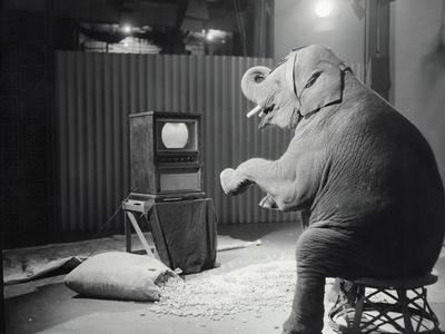 Photographic Print, , small